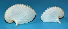 Sea shell coquillages d'occasion  Agde