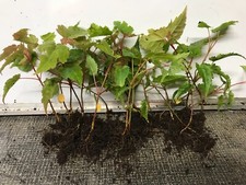 Snake bark maples for sale  NOTTINGHAM