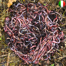 Vermi compost lombrico usato  Spedire a Italy