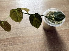 Philodendron melanochrysum pfl gebraucht kaufen  Köln