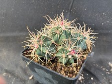 Ferocactus acanthodes eastwood usato  Massafra