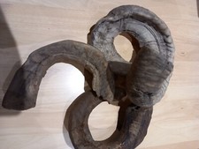 Walking stick sheep for sale  CRAMLINGTON
