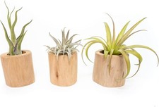 Driftwood containers large for sale  Saint Augustine