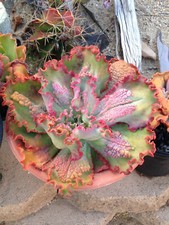 echeveria for sale echeveria for sale Canoga Park
