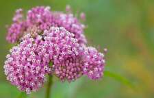 milkweed seeds swamp common for sale milkweed seeds swamp common for sale Deltona