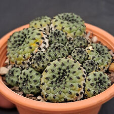 Sulcorebutia rauschii green usato  Casatenovo