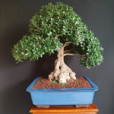 Bonsai esemplare filirrea usato  San Pancrazio Salentino