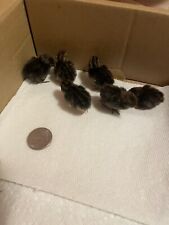 Fertile button quail for sale  Huron