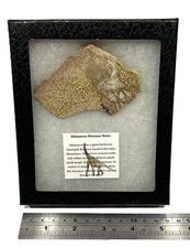 Atlasaurus dinosaur bone for sale  AYLESBURY
