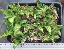 Aloe somaliensis rare for sale  Shipping to Ireland