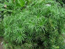 Organic umbrella palm for sale  Tolleson