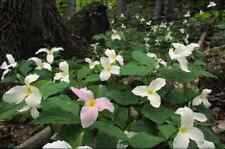 White trillium bulbs for sale  Grundy