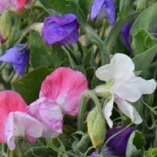 Sweet pea plug for sale  ABINGDON