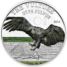 Vulture gyps fulvus usato  Ciampino