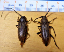 Unidentified longhorn beetles for sale  Houston