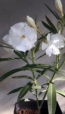 Oleander white lady for sale  HORNCHURCH