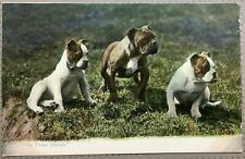 Bulldog puppies three for sale  HUDDERSFIELD
