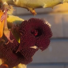 Talea huernia pendurata usato  Giugliano in Campania