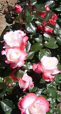 Nostalgia potted standard for sale  MARCH