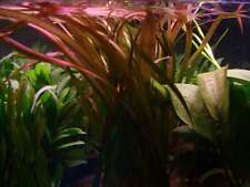 Vallisneria spirals red for sale  MARKET RASEN