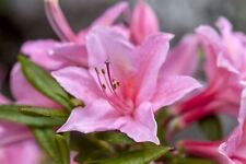 Rhododendron viscosum jolie gebraucht kaufen  Westerstede