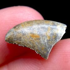 Majungasaurus dino tooth for sale  Palm Harbor