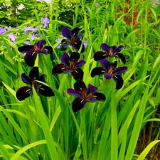 iris plants for sale  Danbury