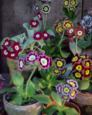 Garden auricula primula for sale  DURHAM