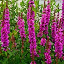 Lythrum rosy gem for sale  GLOUCESTER