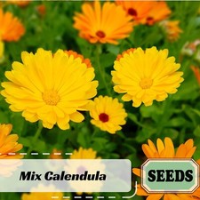 Pacific beauty mix for sale  Temple City