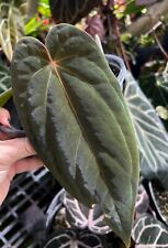 Anthurium bvep antolakii for sale  Miami