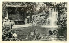Australian black swans for sale  Prescott