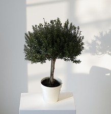Mirto alberello myrtus usato  Milazzo