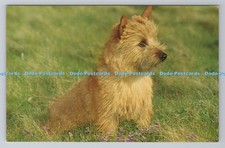 R781723 norwich terrier for sale  WARLINGHAM