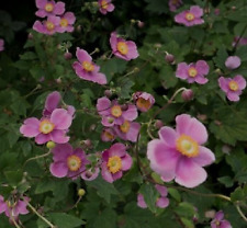 Anemone collection different for sale  WALLINGFORD