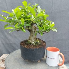Chunky trunk pyracantha for sale  BANGOR