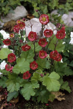 Geum flames passion for sale  WALLINGFORD