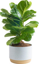 Little fiddle leaf for sale  Denver