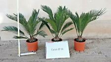 Belle piante cycas usato  Ragusa