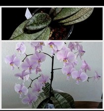 phalaenopsis for sale phalaenopsis for sale NOTTINGHAM