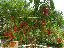 Tomate arbre géant d'occasion  Expédié en France
