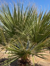Jungpflanze hanfpalme hanf gebraucht kaufen  Rülzheim