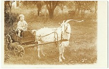 goat cart for sale  Kingston