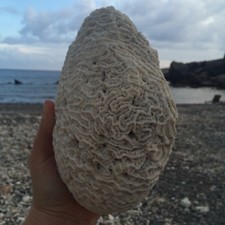 Natural white caribbean for sale  Jacksonville