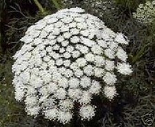 Samen biologische zahnstocher gebraucht kaufen Samen biologische zahnstocher gebraucht kaufen  Calw