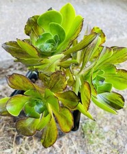 Rare aeonium voodoo for sale  Monroe