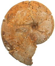 Malm holcophylloceras mediterr gebraucht kaufen  Erlangen