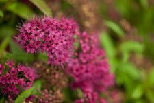 Spiraea japonica anthony gebraucht kaufen  Westerstede