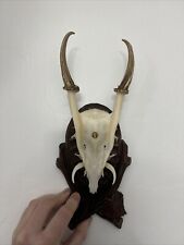 Muntjac buck deer for sale  CHESTER LE STREET