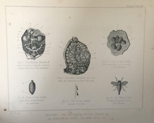 Antique horse anatomy for sale  TORRINGTON